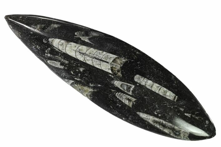 Polished Fossil Orthoceras (Cephalopod) - Morocco #138275